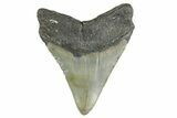 Serrated, Fossil Megalodon Tooth - North Carolina #354516-1